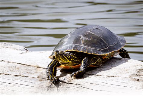 Western painted turtle, native to North America