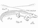 Alligator Smiling Coloring Page  Free Printable Pages For Kids sketch template