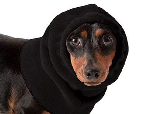 MINIATURE DACHSHUND Winter Coat Waterproof Dog Coat Dog | Etsy | Dog snood, Waterproof dog coats ...