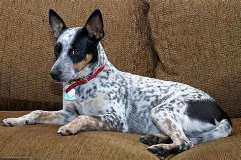 Blue heeler jack russel mix | Blue heeler dogs, Heeler mix, Bichon dog