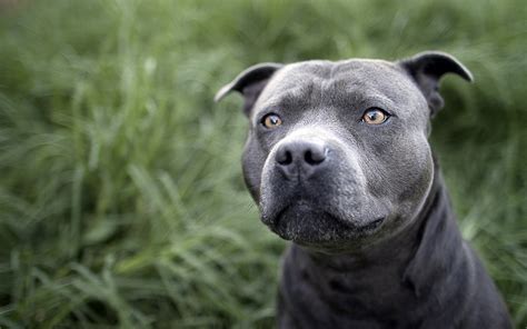 Imagenes De Perros Pitbull Blue | newhairstylesformen2014.com