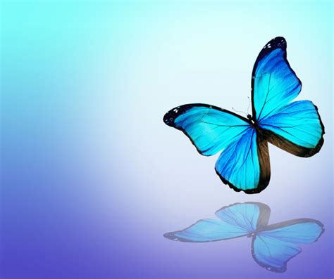 Blue Butterfly Spiritual Meaning and Symbolism: Explained