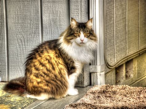 Fluffy Cat Free Stock Photo - Public Domain Pictures
