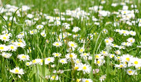 Free picture: white flowers, field, summer, green grasss, daisies, grass