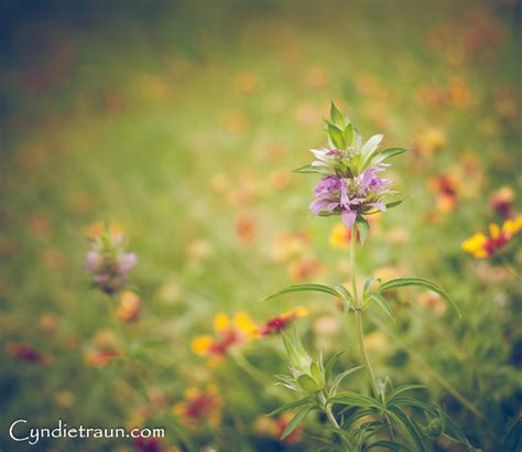 Lady Bird Johnson Wildflower Center-8017 | Find the Beauty