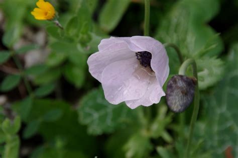 Delicate White Poppy In Field Free Stock Photo - Public Domain Pictures