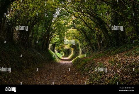 Halnaker tree tunnel hi-res stock photography and images - Alamy