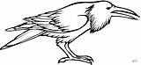 Black Crow Coloring Page sketch template