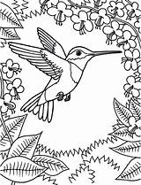 Humming Birds Coloring Pages sketch template