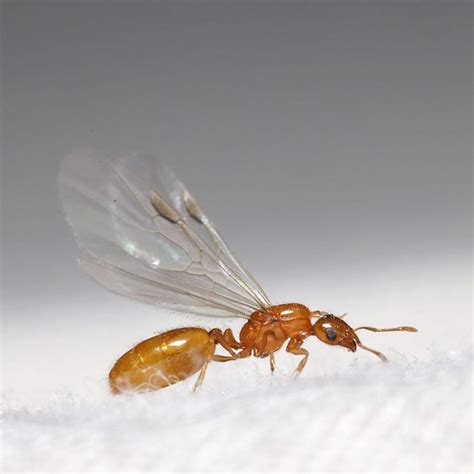 Homeowner's Guide To Flying Ants | The Family Handyman