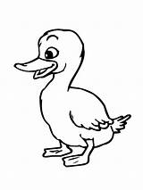 Duckling coloring pages sketch template