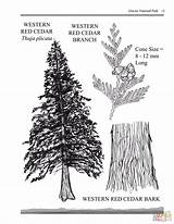 Western Red Cedar Bark sketch template