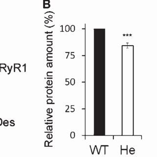 Expression of RyR1 in heterozygous RyR1 +/– mouse muscles. (A ...