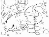 Catfish coloring page  ColouringPages sketch template