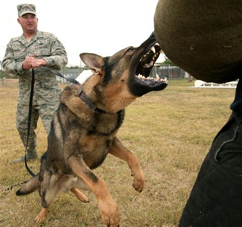 File:Dog attack (USAF).jpg - Wikipedia
