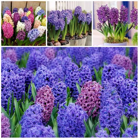 Interesting facts about the hyacinth