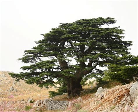 Cedar Tree, Lebanon. The Cedar Tree (Cedrus libani) national symbol of ...