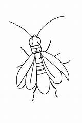 Firefly Lightning Bug Coloring Page Sketch sketch template