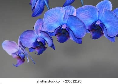 Blue Purple Orchids Stock Photo (Edit Now) 235512190