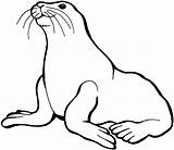 Galería De Imágenes Dibujos Focas Para Colorear sketch template
