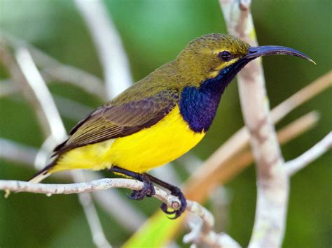 Sahul Sunbird - eBird