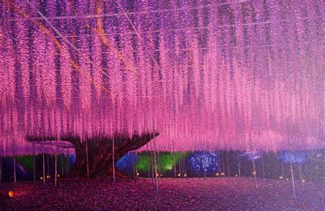 Wisteria flowers in japan 2 Painting by Chaiwichit Sitthiwong - Pixels