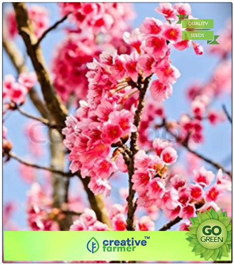 Buy Flower Tree Seeds : Plant Seeds Prunus Cerasoides - Plant Seeds ...