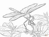 Intricate Dragonfly Coloring Pages Coloring Pages sketch template