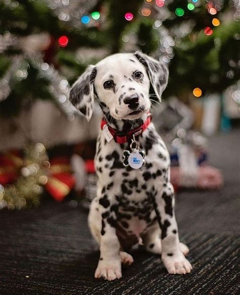 Dalmatian puppy is the cutest ever at Christmas! via @KaufmannsPuppy ...