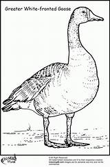 Baby Goose Coloring Page  Home sketch template