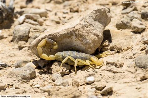 Deathstalker Scorpion Facts, Pictures & Info. Meet A Deadly Scorpion