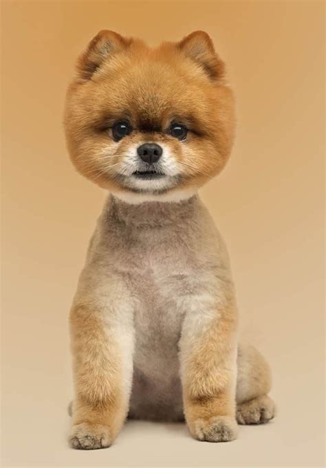 Pomeranian Haircut Styles - Expert Groomer Explains | Pomeranian haircut, Dog pet beds ...