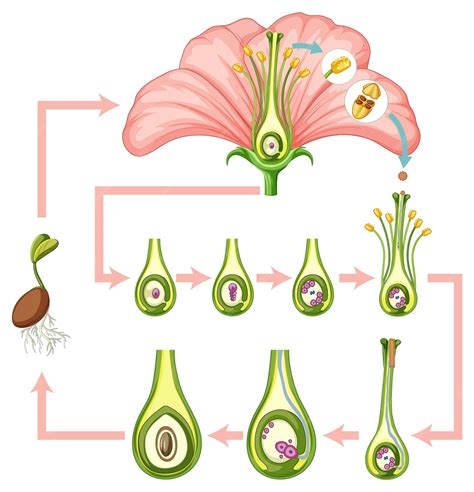 Free Vector | Diagram showing fertilization in flower