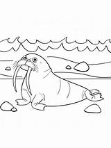 Walrus coloring Pages  SeaColoring sketch template