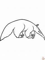 Anteater Coloring Pages  Printable & Free For Kids sketch template