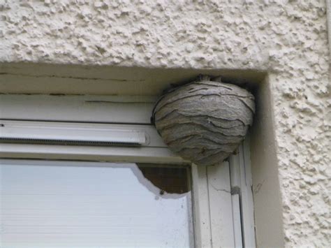 How To Get Rid Of A Wasps Nest Simply Designing With Ashley | atelier ...