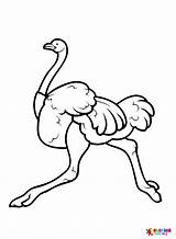 50  Ostrich Coloring Pages Free Printable PDF JPG PNG & Online sketch template