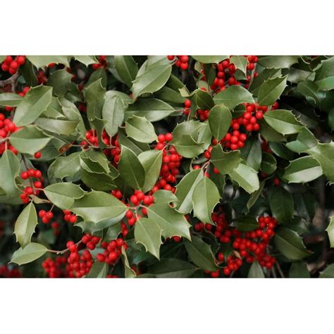 American Holly Seeds for Planting - 30 Seeds - Ilex opaca - Walmart.com