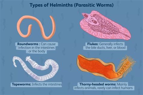 Intestinal Parasites - Health Well Done