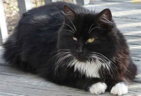 The Tuxedo Maine Coon - The James Bond Of Cats - Maine Coon Expert