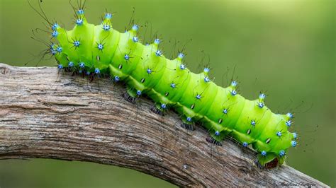 Caterpillar HD Animals Wallpapers | HD Wallpapers | ID #33592