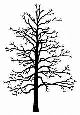 Elm Tree Drawing At GetDrawings  Free download sketch template