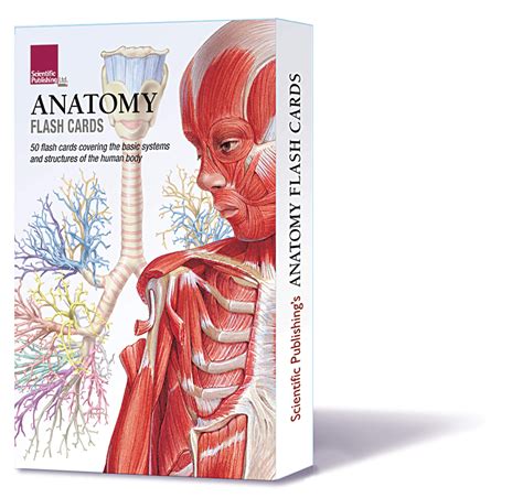 Human Anatomy And Physiology Flashcards Printable | Anatomy Worksheets