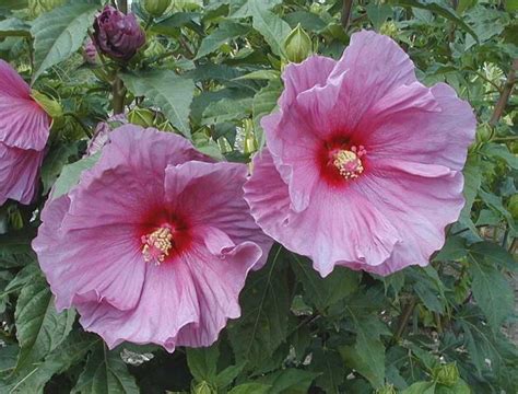 Hardy Hibiscus Seeds - FANTASIA - Perennial Flowering Shrub - 10 Seeds #theseedhouse | Hardy ...