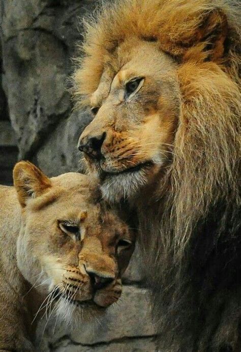 56 best images about A Lion and a Lioness på Pinterest | Natur, Mr mrs och Stora katter