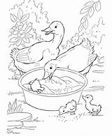 Free Printable Duck Coloring Pages For Kids sketch template