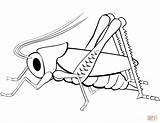 Eastern Lubber Grasshopper Coloring Page Free Printable Pages  sketch template