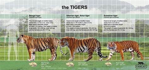 The tigers size by bigfancat on DeviantArt | Bengal tiger, Wild animal wallpaper, Tiger species