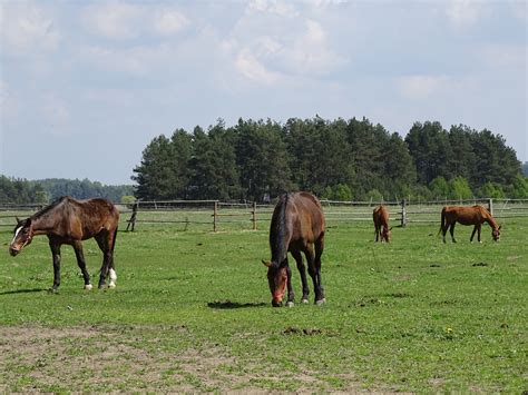 Horses,pasture land,grass,free pictures, free photos - free image from needpix.com