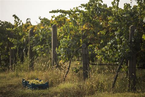 Harvesting the grape vines stock photo. Image of harvest - 101928332